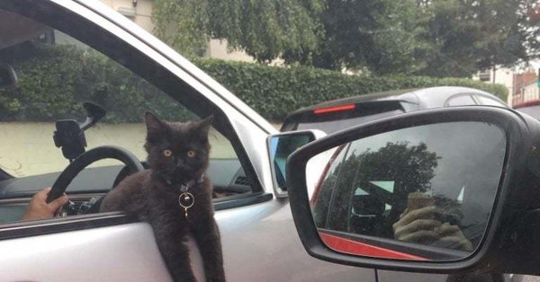 машина кошка