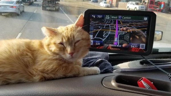 кот дальнобойщик