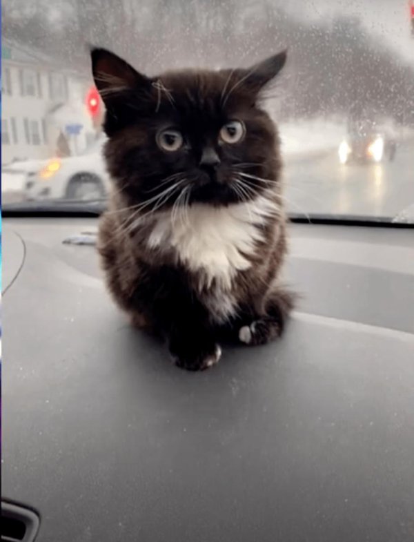 чмоня пупсич