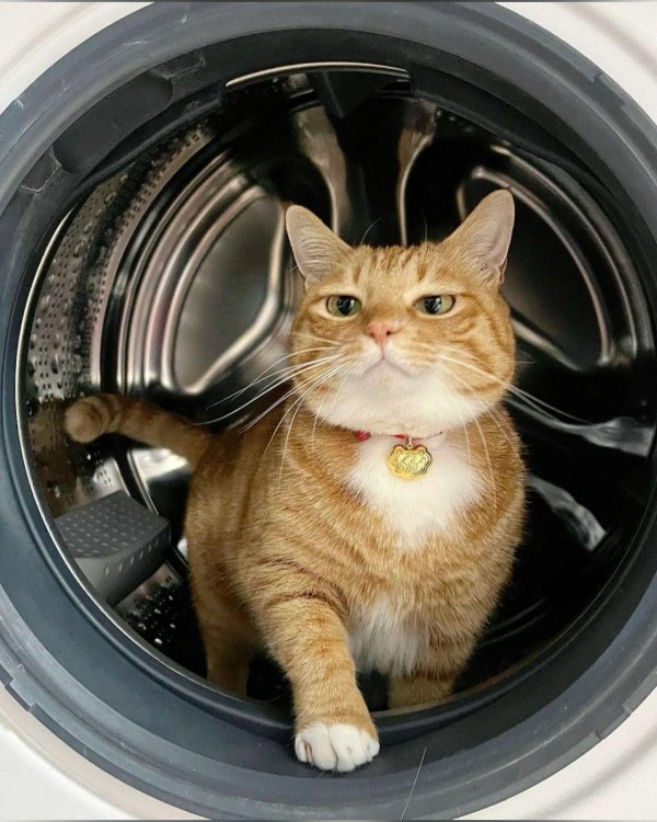 милые котики смешные