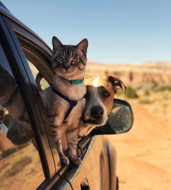 собака в машине