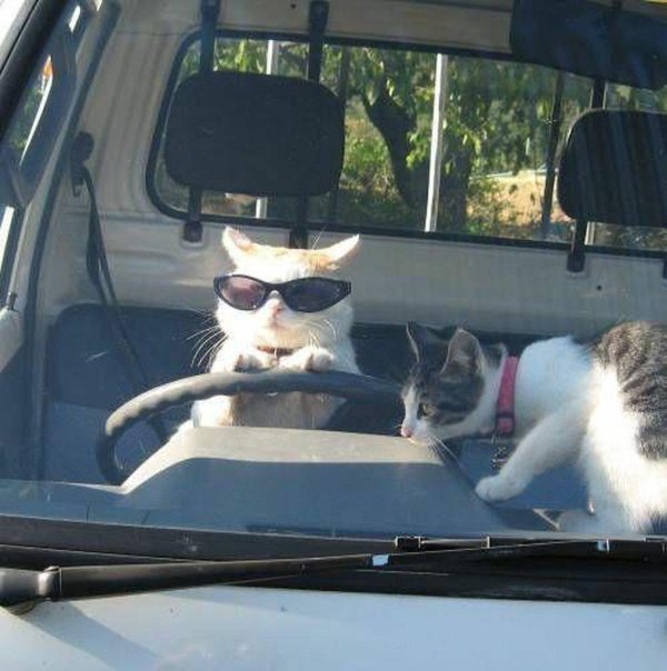 кошка в машине