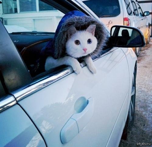 котик за рулем