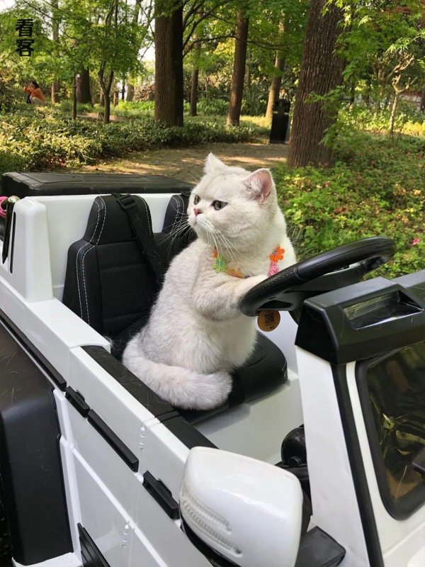 смешная кошка