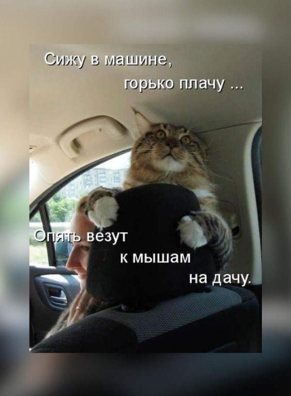 коты юмор