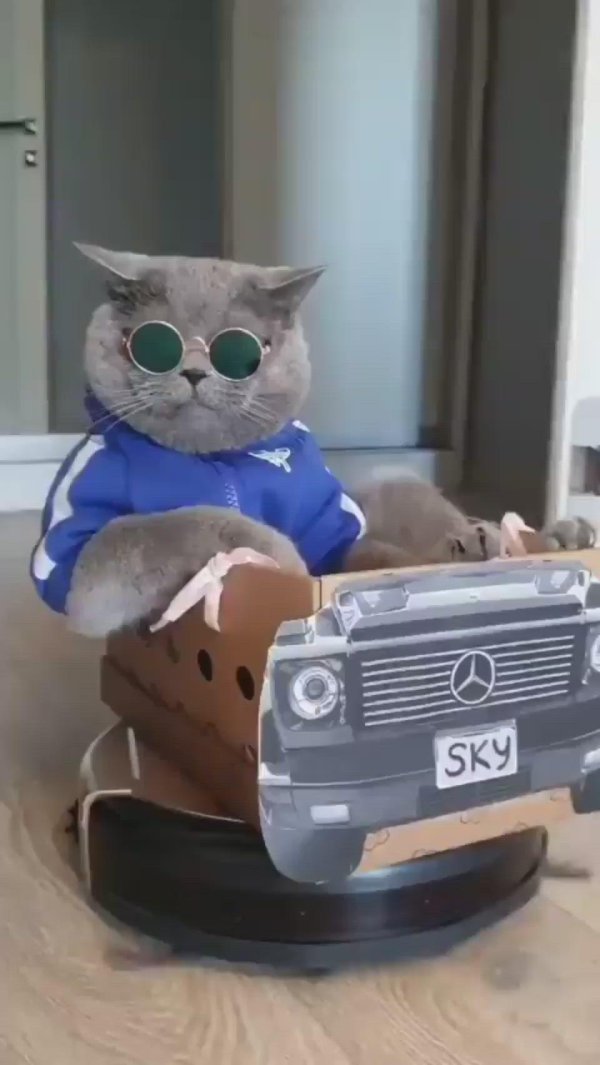 котики мажоры