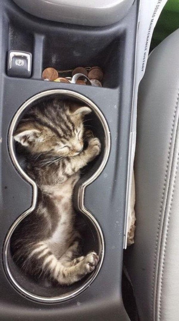 котенок на машинке