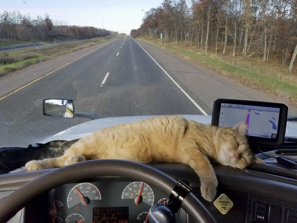 кошки дальнобойщики
