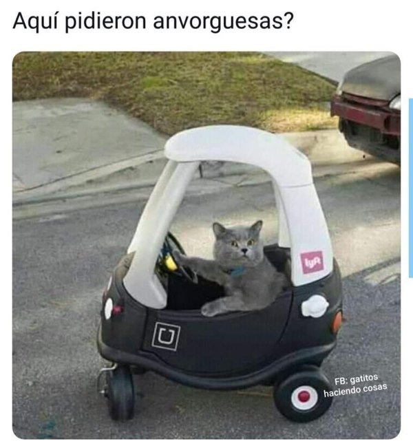 котики в транспорте