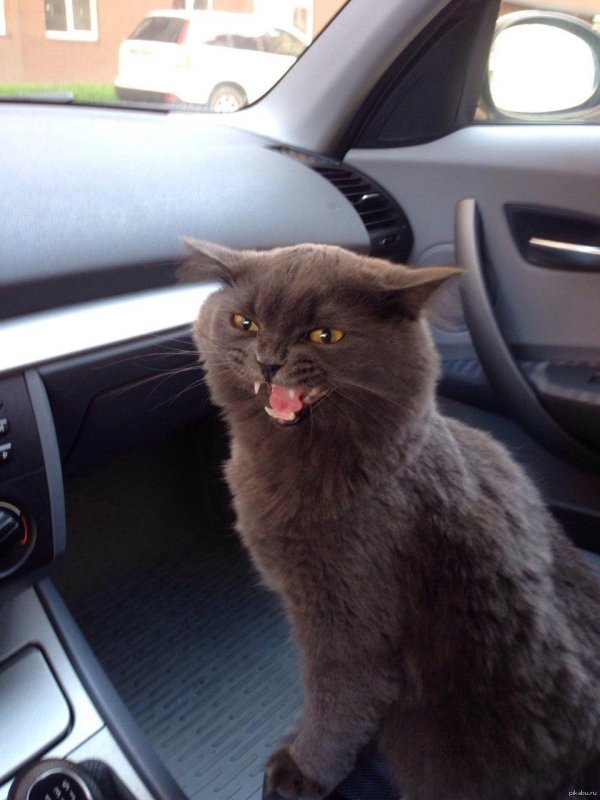 котвампир лазарус