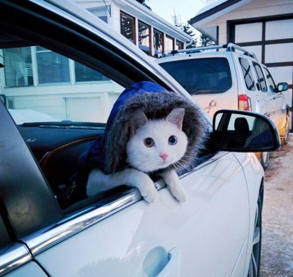 милые котики смешные