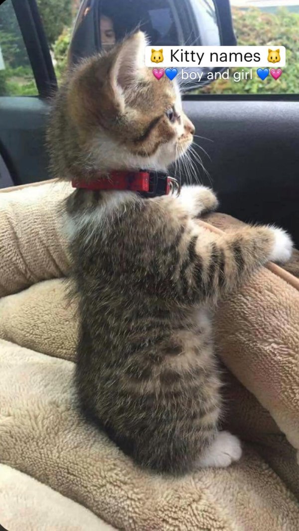 котенок смешной