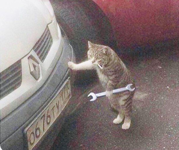 котик с гаечным ключом