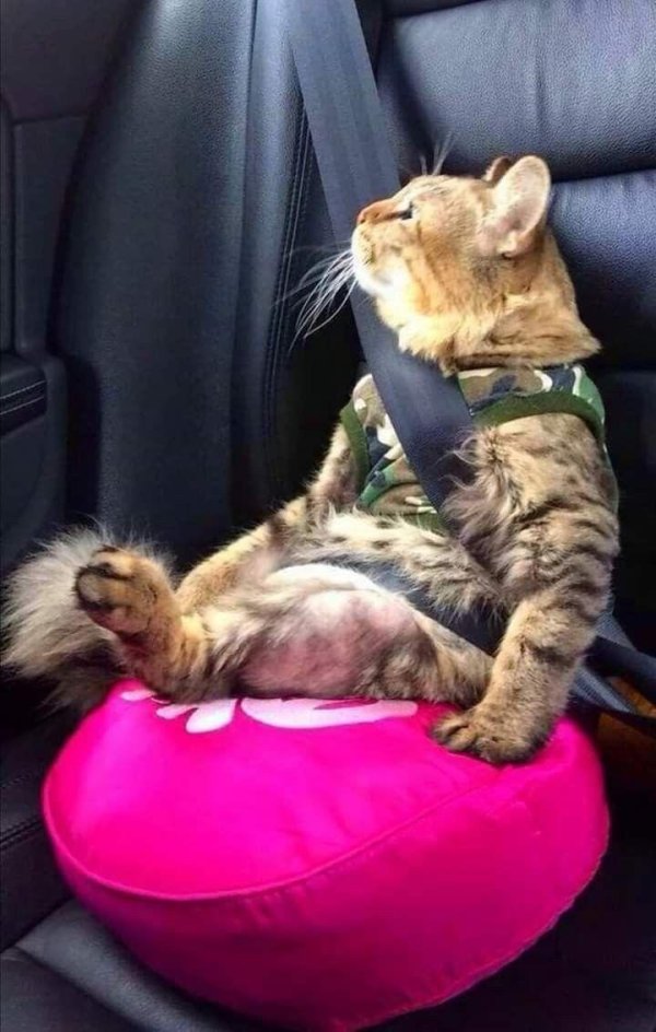 смешная кошка