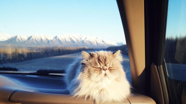 котик путешествует