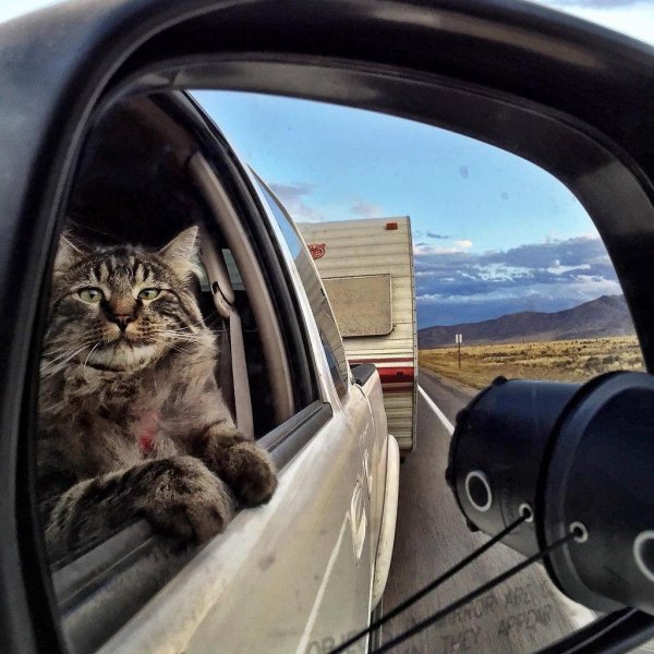 путешествие с кошкой