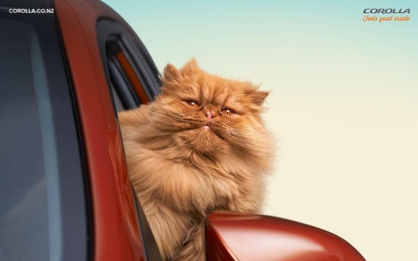 персидская кошка