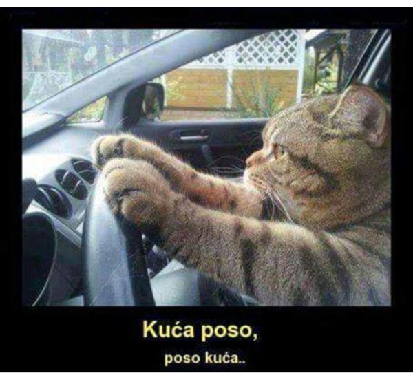 кошка за рулем