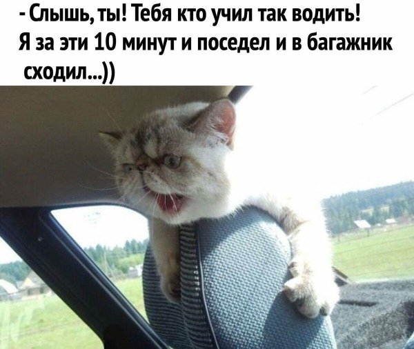 фотографии смешных слов