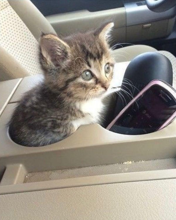 котенок на машинке