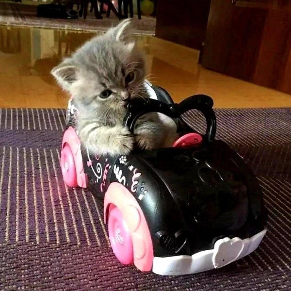 очаровательные котята