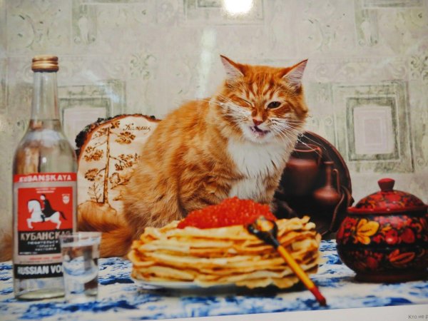 Не все коту масленица