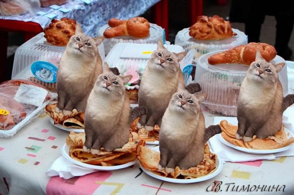 котик ест блинчики