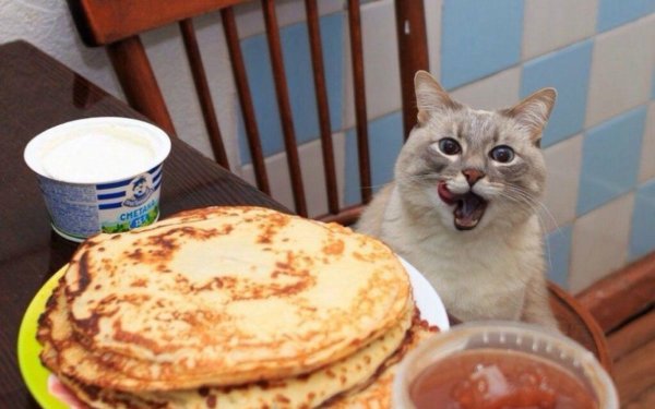 кот блинчик