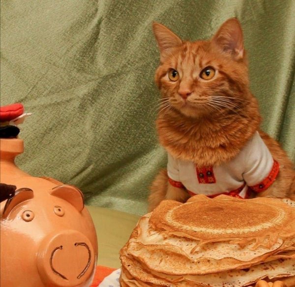 котик с блинами
