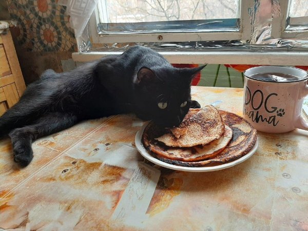 кот масленица