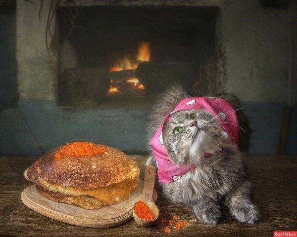 масленица коты