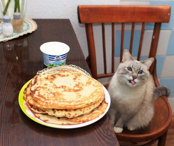 кот в сметане