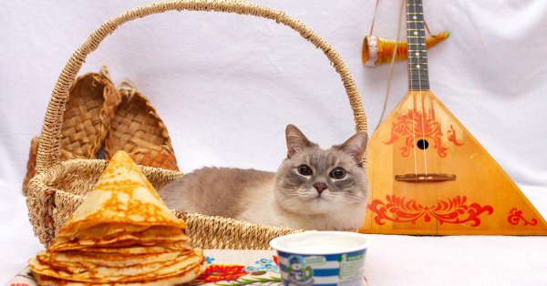 масленица кот
