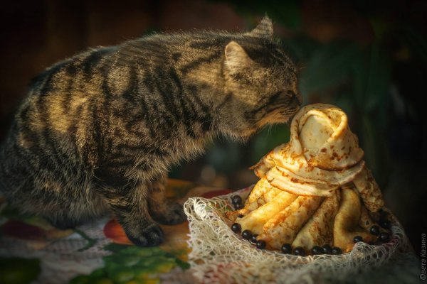 коты и масленица