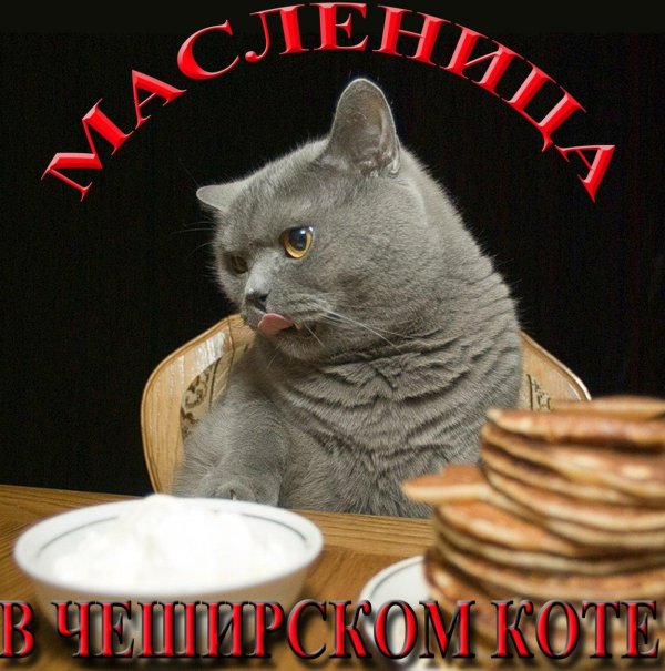 кот в сметане