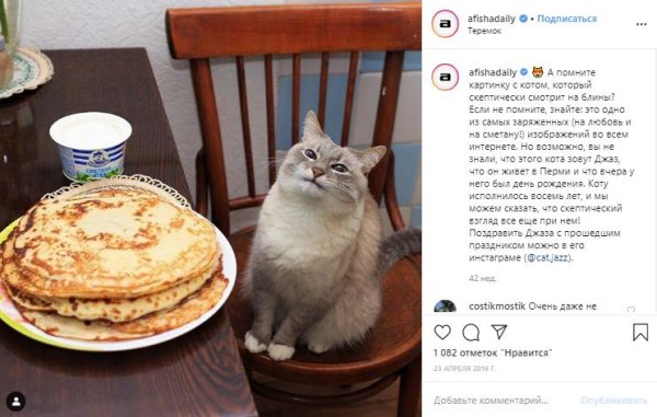 кот блинчик