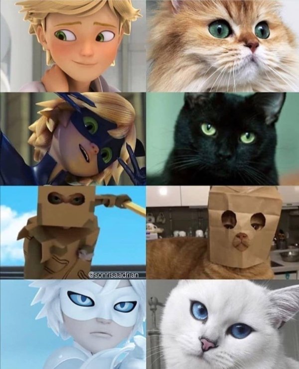 адриан агрест кот блан