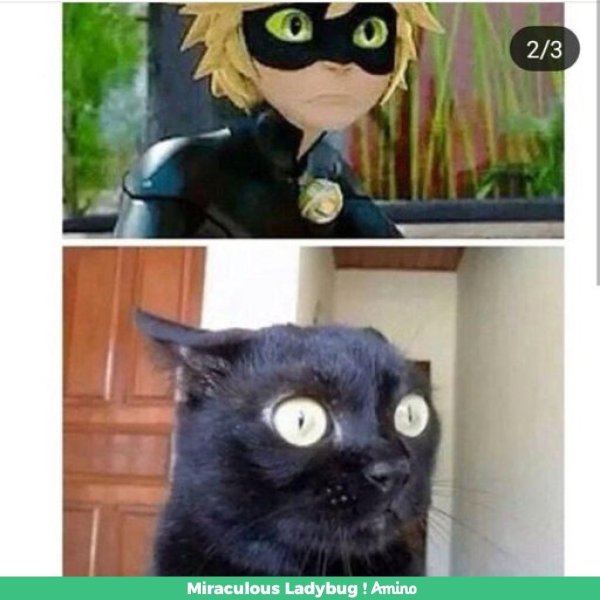 удивленный черный кот