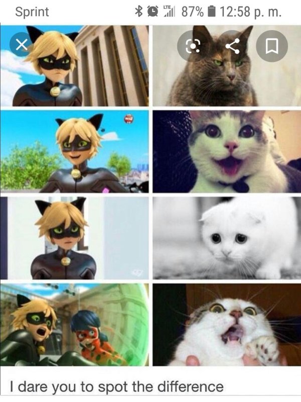 леди баг супер кот