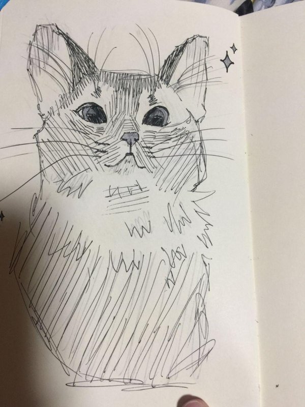 котики срисовка