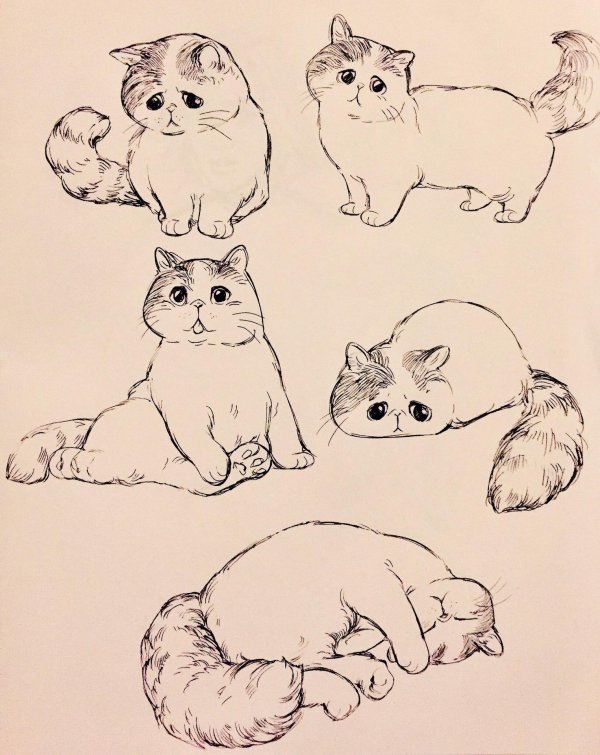 зарисовка кошки