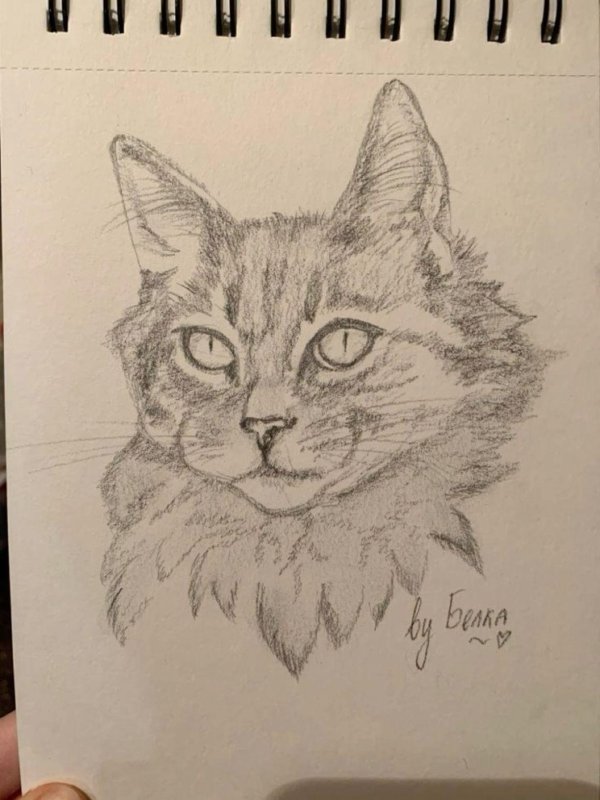 кошка карандашом рисунок