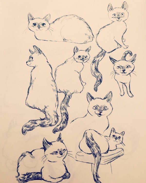 наброски кошек