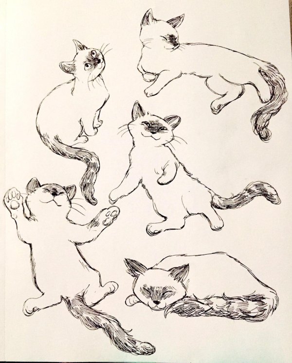 зарисовка кошки