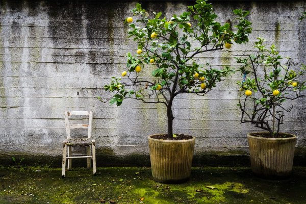 дерево лимон