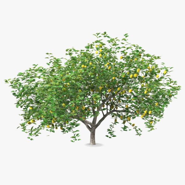 lemon 3d model tree