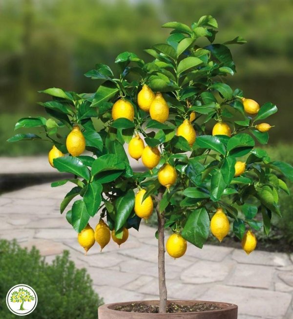 цитрус комнатное растение лимон мейера