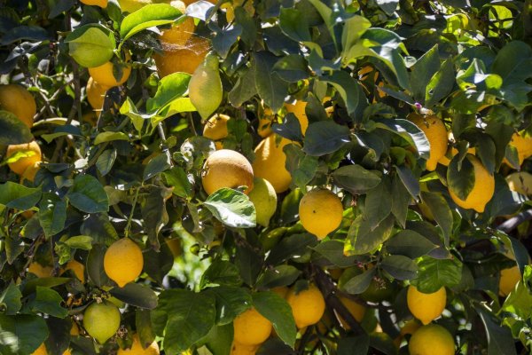 дерево на котором растут лимоны