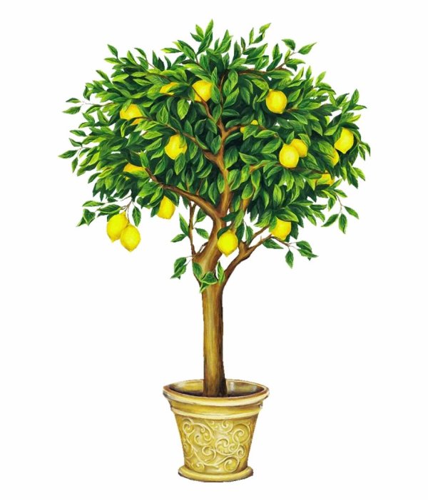 дерево денежное