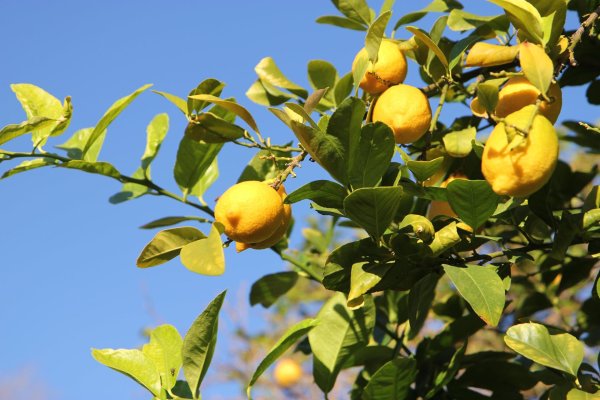 лимонные деревья сицилия